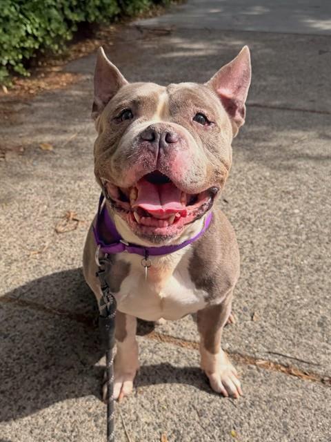 LEO, Adoptable, Adult Male American Bulldog.