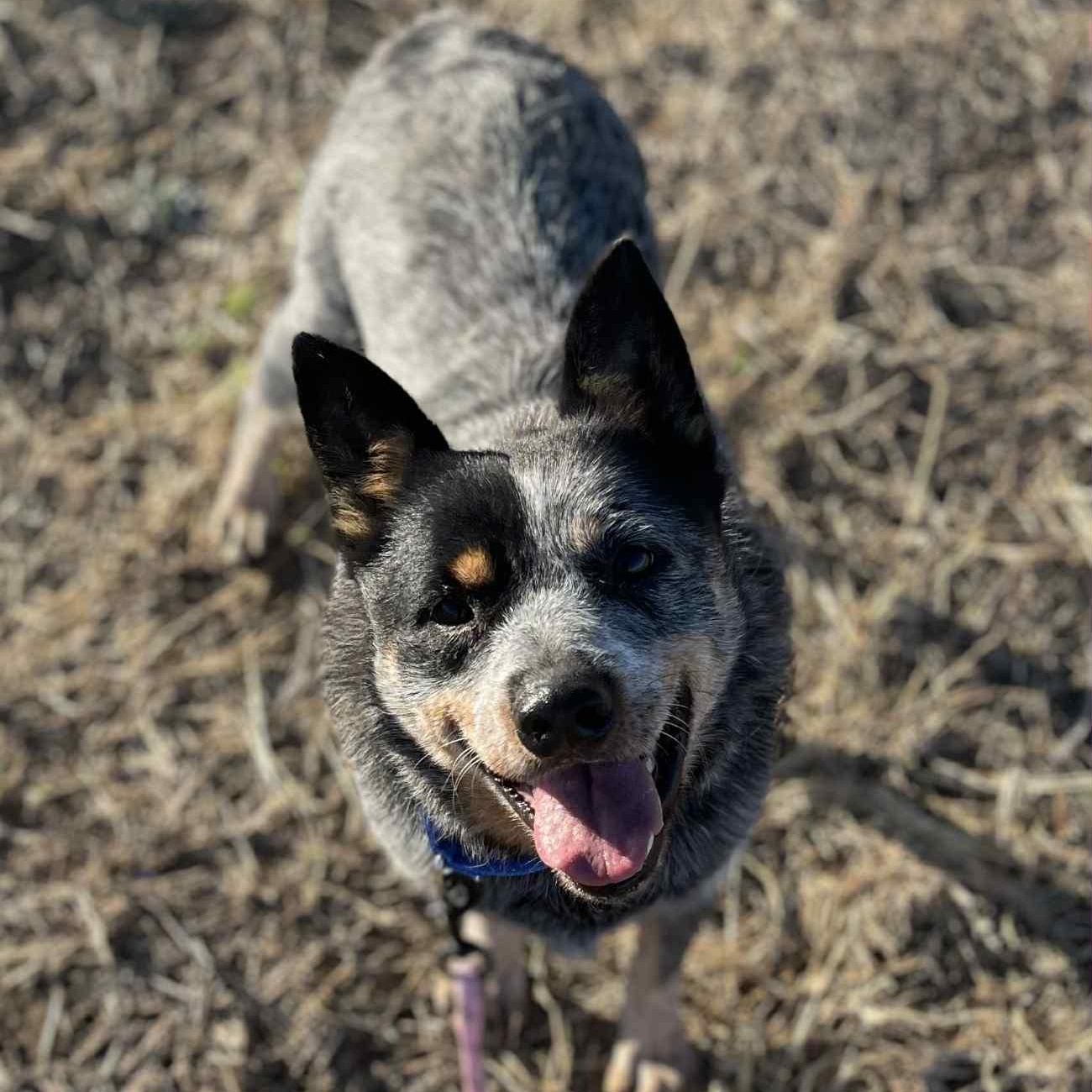 Enlarge Ranger, an adopted Australian Cattle Dog / Blue Heeler in Ankeny, IA image 1/2