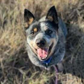 Enlarge Ranger, an adopted Australian Cattle Dog / Blue Heeler in Ankeny, IA image 2/2