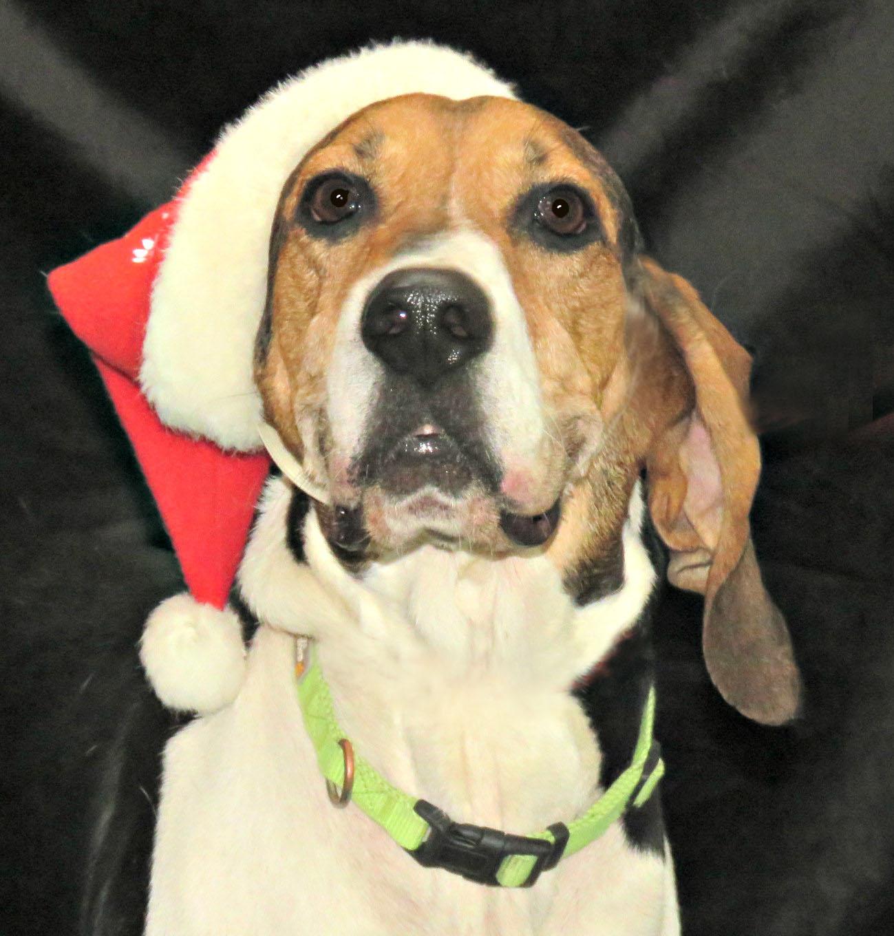 Davis, Adoptable, Adult Male Treeing Walker Coonhound.