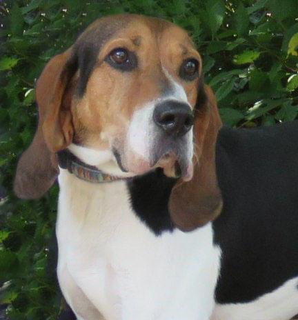 Enlarge Davis, a Adoptable Treeing Walker Coonhound in Lexington, VA image 2/4