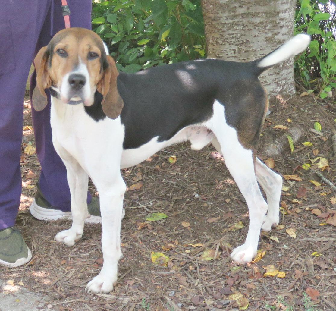 Enlarge Davis, a Adoptable Treeing Walker Coonhound in Lexington, VA image 3/4