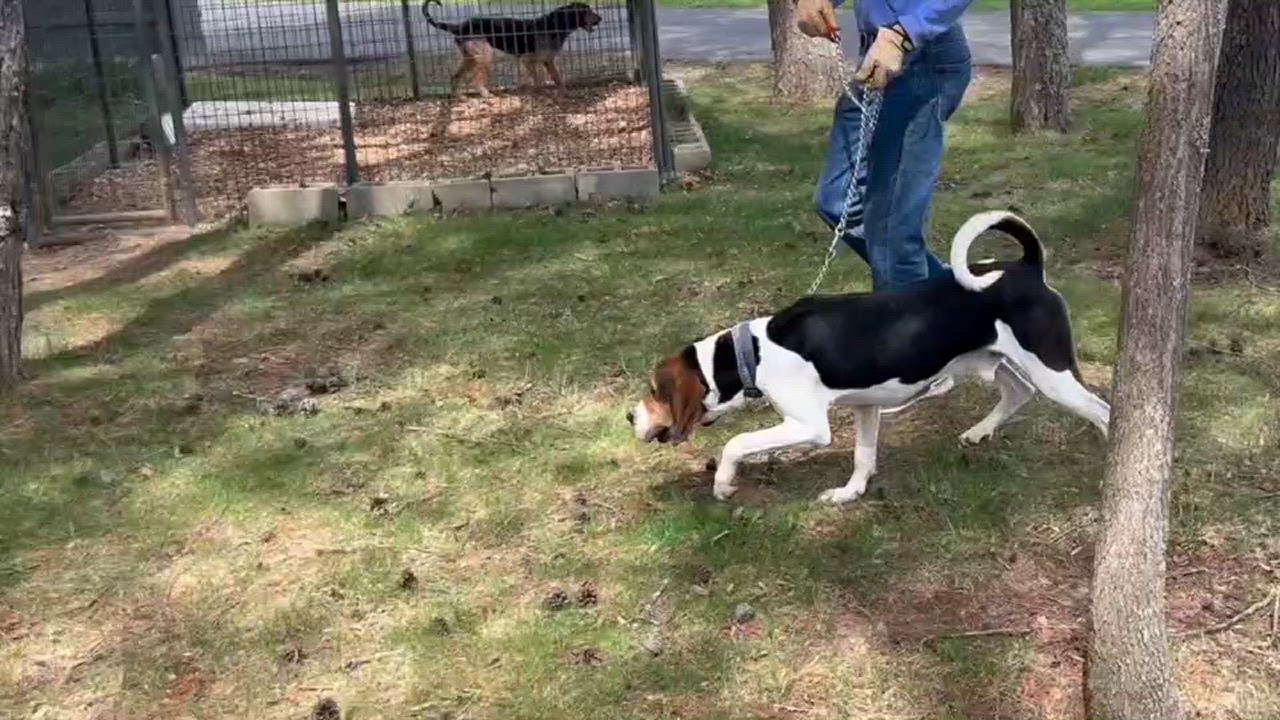 Enlarge Davis, a Adoptable Treeing Walker Coonhound in Lexington, VA video 4/4