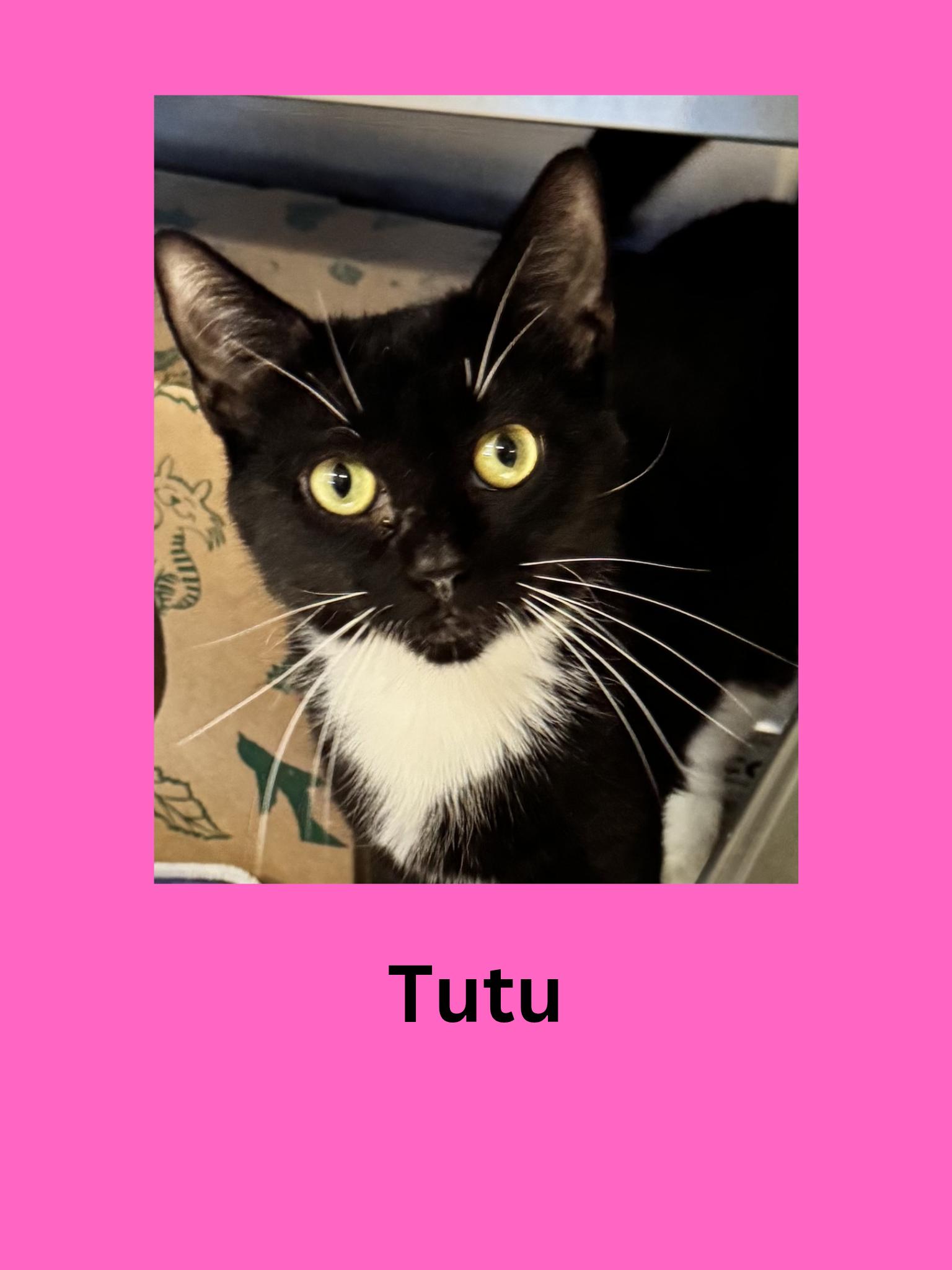Enlarge Tutu, a ADOPTABLE Domestic Short Hair in Ravenna, OH image 1/1