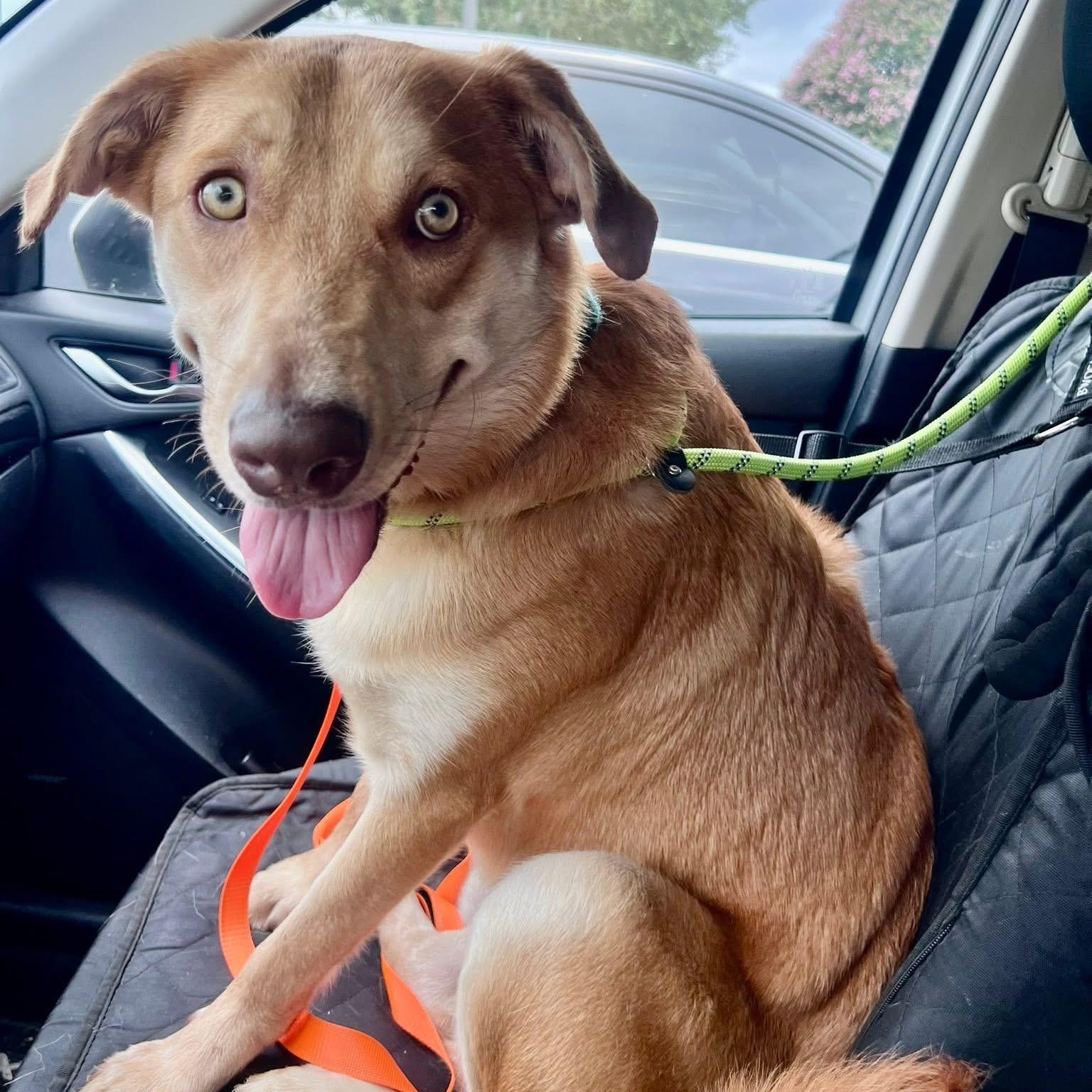 Meet Cooper Carter Carolina DogLab Mix 1 Year Old 60 lbs of Green-Eyed Charm ATTENTION WORLD Coo