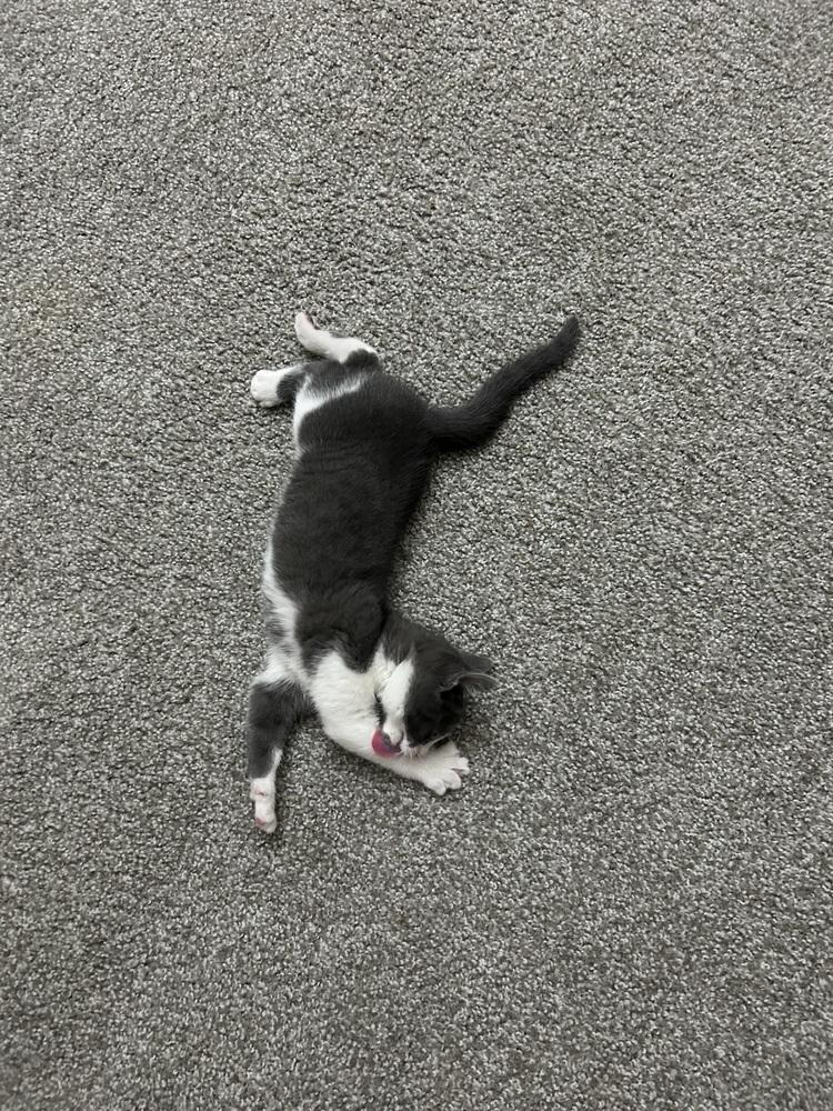 Piper — thumbnail 2