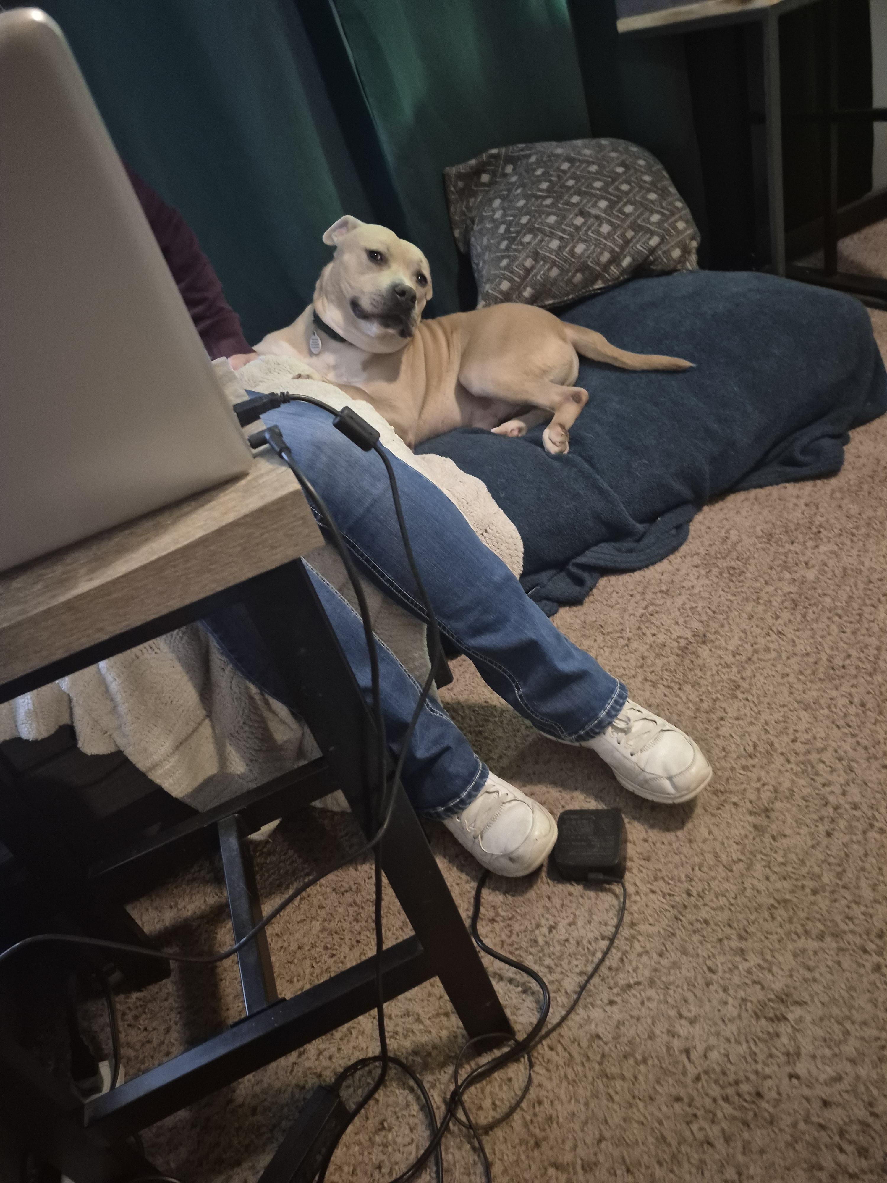 Renzo, Adoptable, Adult Male Pit Bull Terrier.