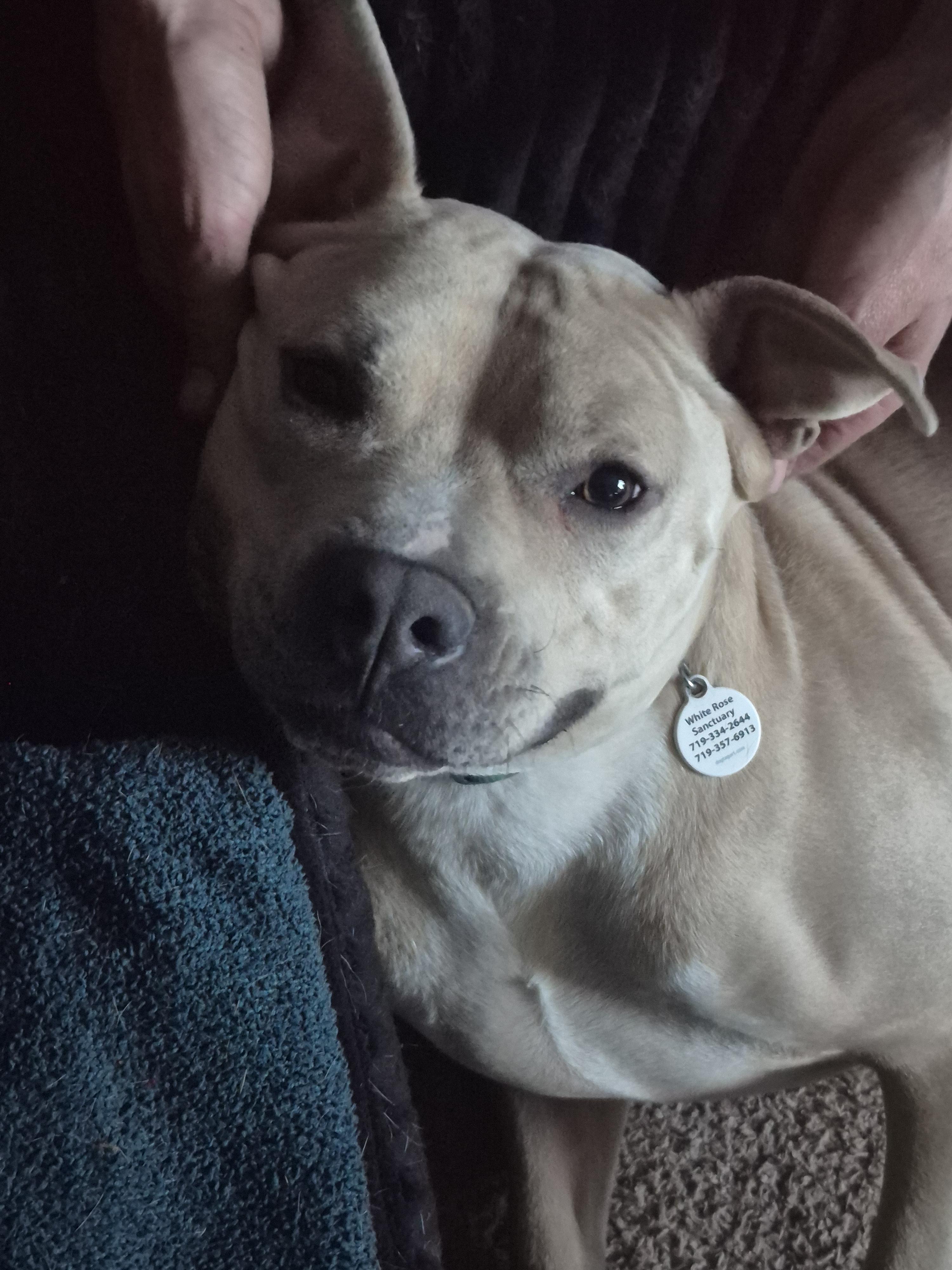 Renzo, Adoptable, Adult Male Pit Bull Terrier.