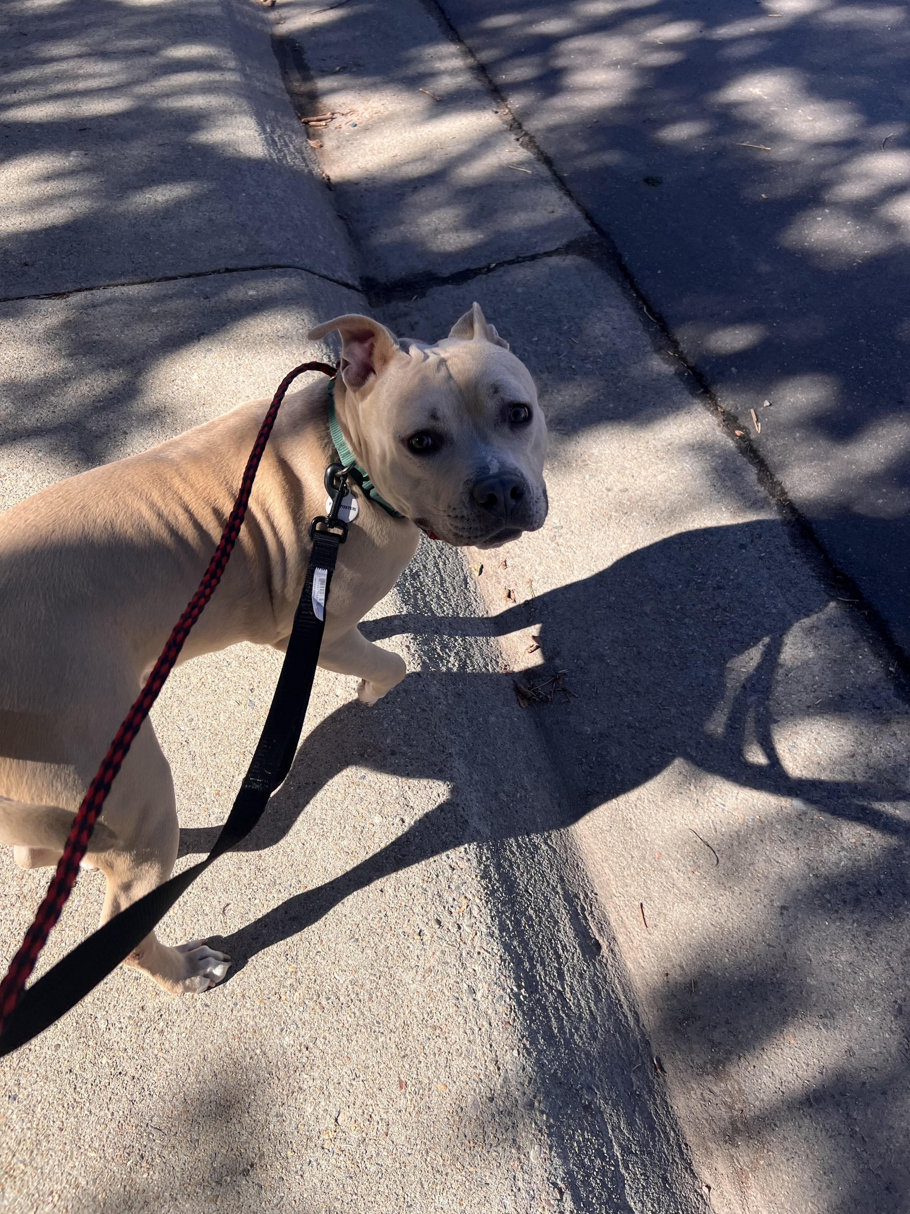 Renzo, a Adoptable Pit Bull Terrier in Colorado Springs, CO image 2/6