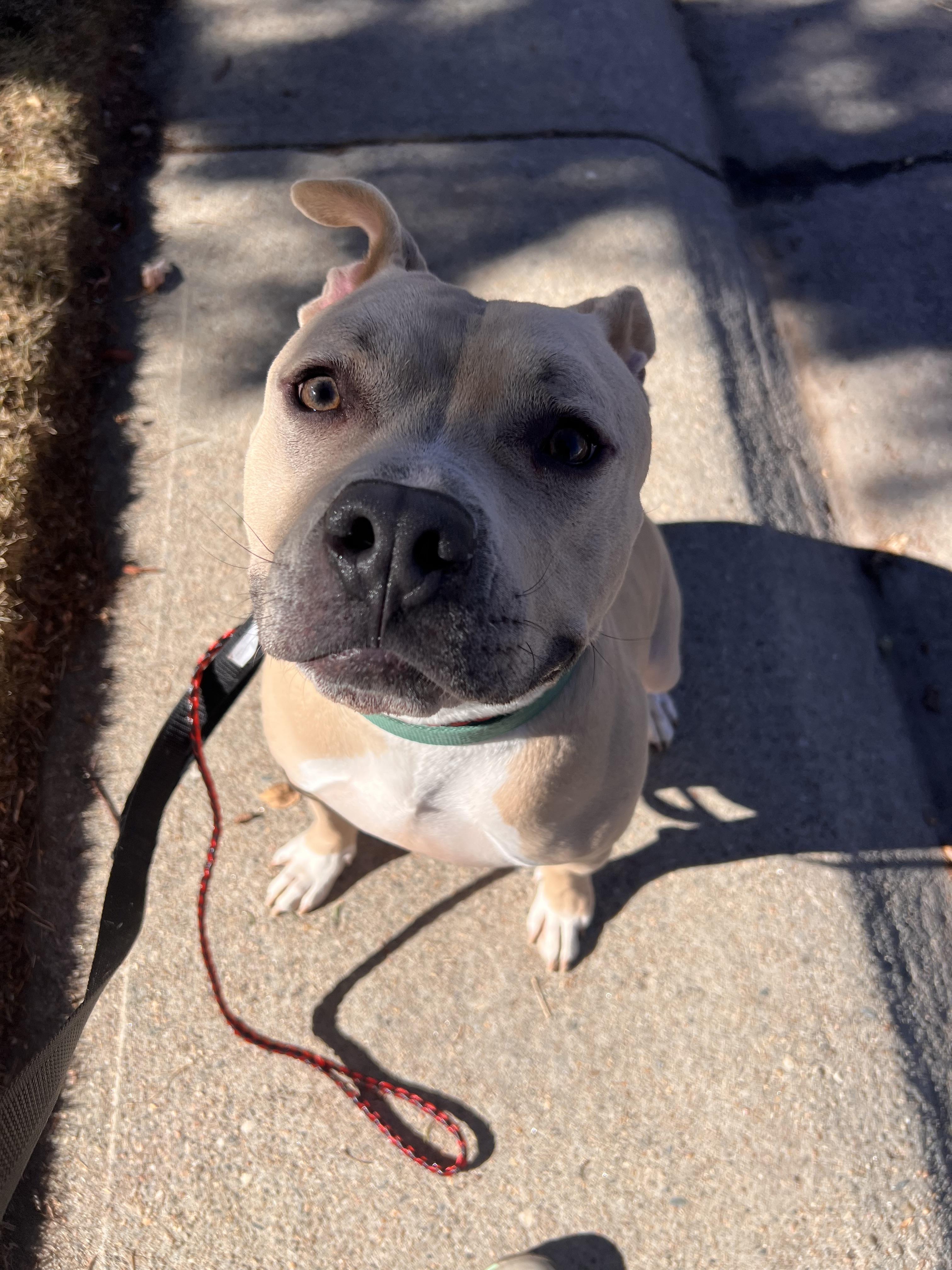Renzo, a Adoptable Pit Bull Terrier in Colorado Springs, CO image 3/6