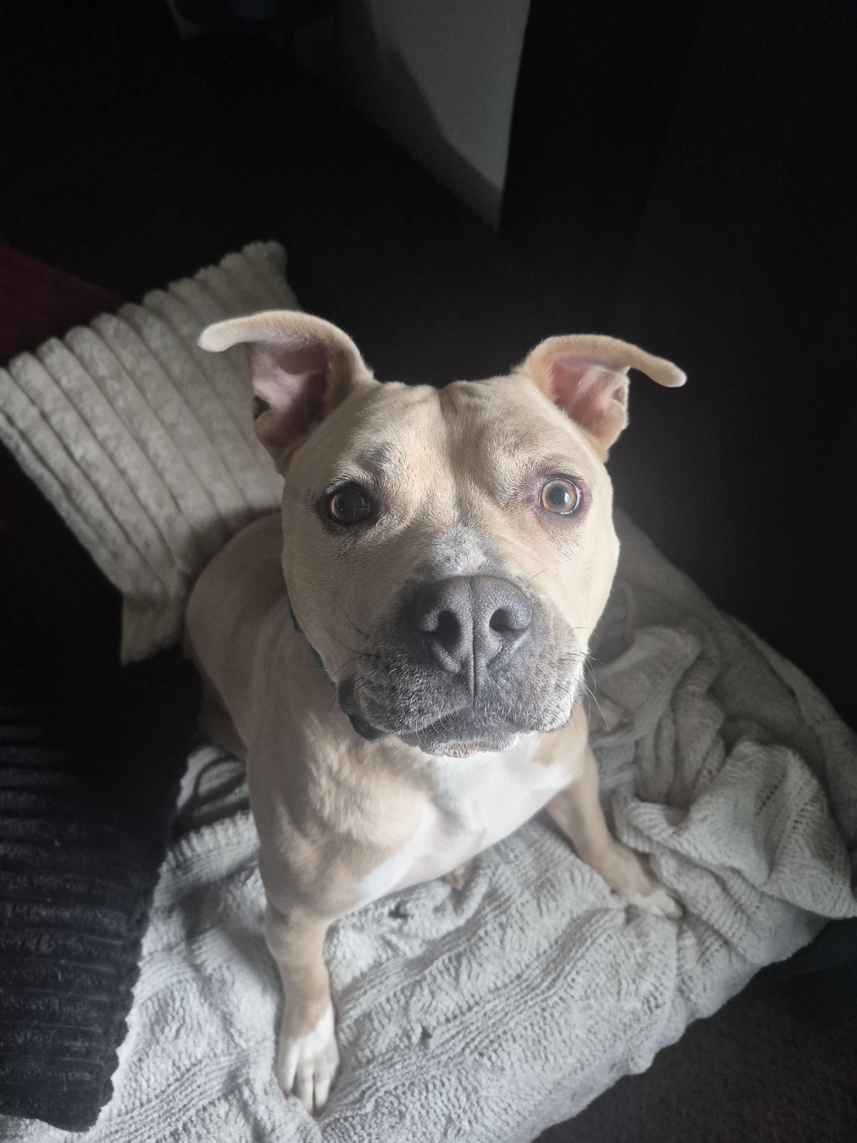 Renzo, a Adoptable Pit Bull Terrier in Colorado Springs, CO image 3/6