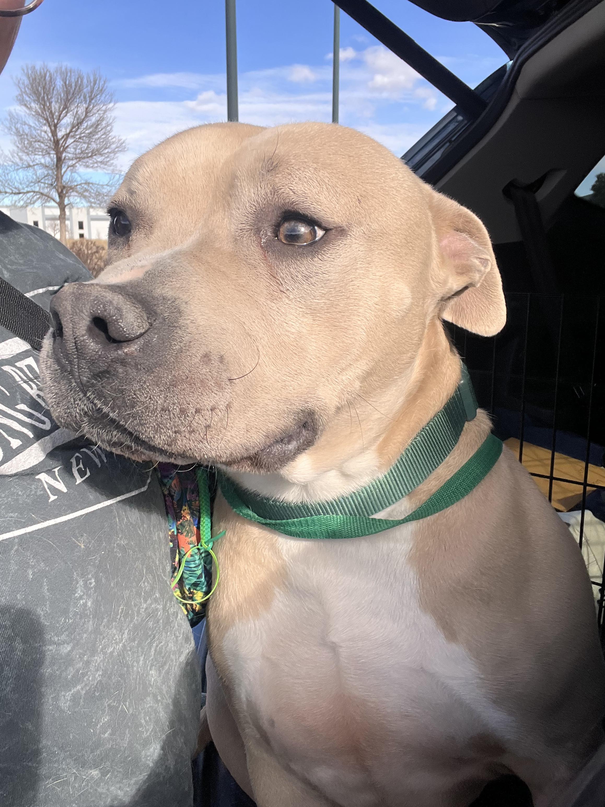 Renzo, a Adoptable Pit Bull Terrier in Colorado Springs, CO image 4/6