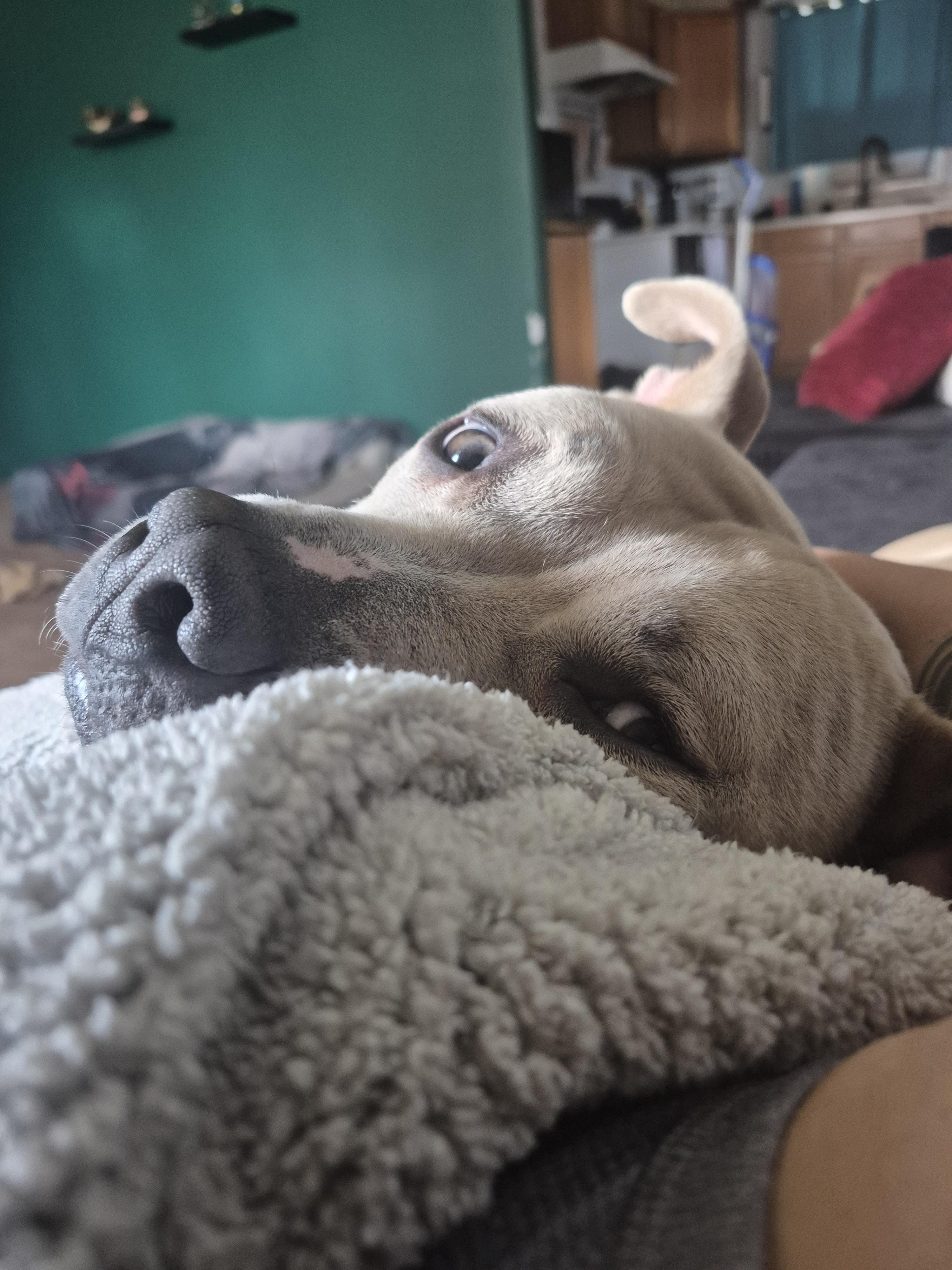 Renzo, a Adoptable Pit Bull Terrier in Colorado Springs, CO image 5/6