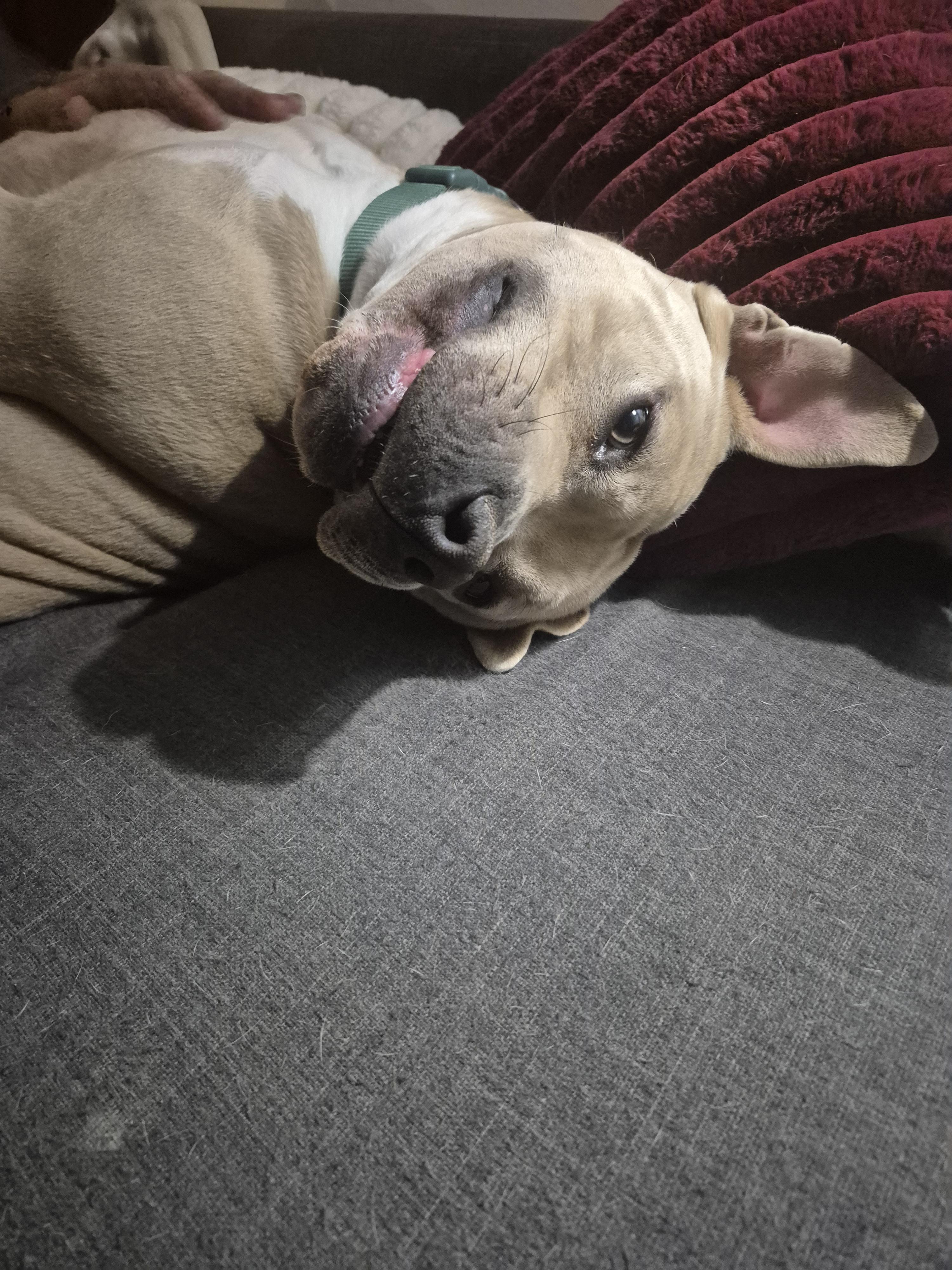 Renzo, a Adoptable Pit Bull Terrier in Colorado Springs, CO image 2/2