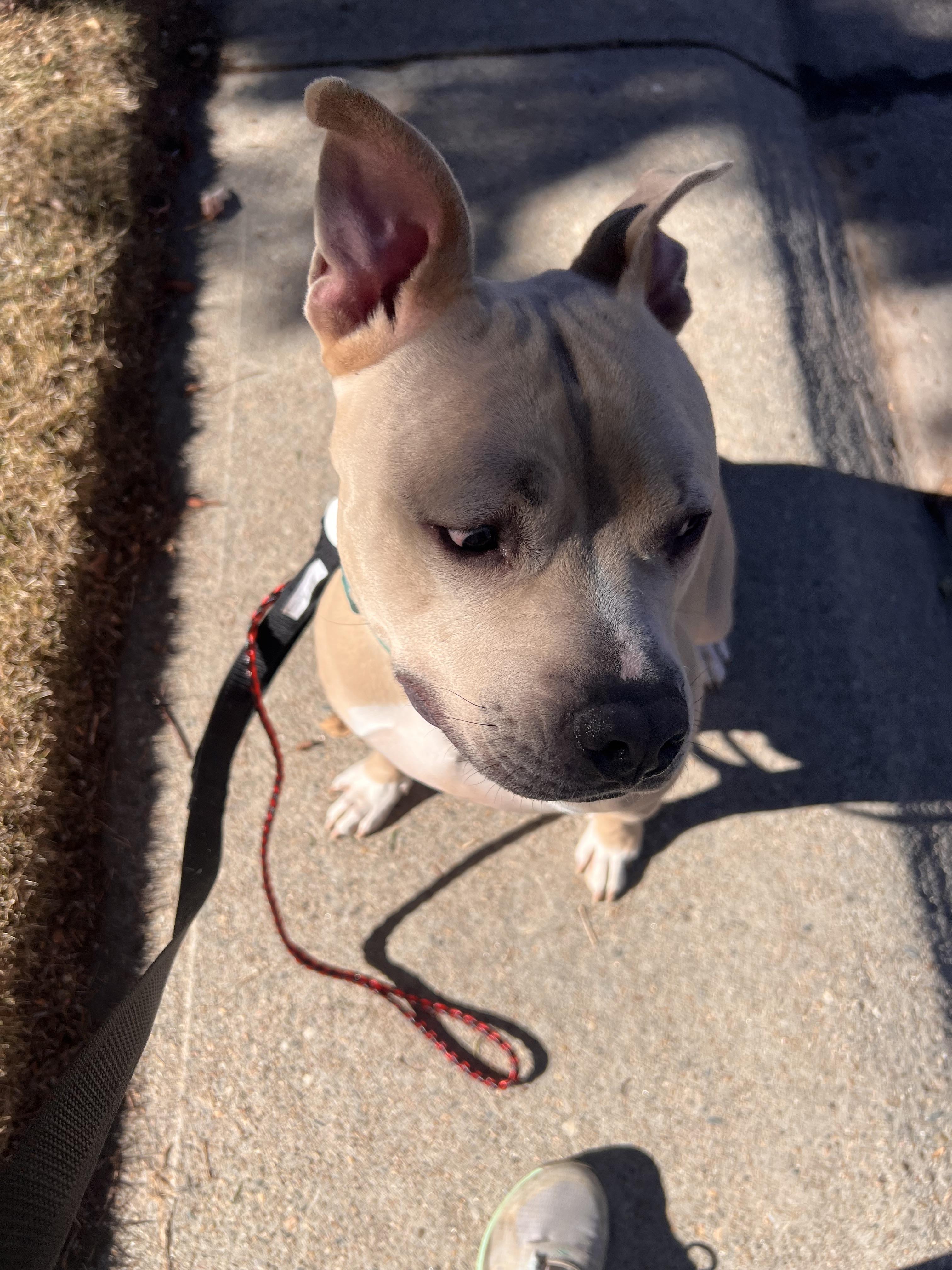 Renzo, a Adoptable Pit Bull Terrier in Colorado Springs, CO image 6/6