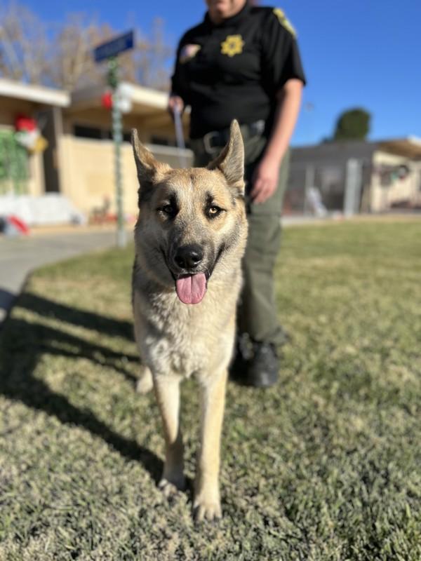 Enlarge Vixen, a Adoptable mixed breed in Victorville, CA image 1/1