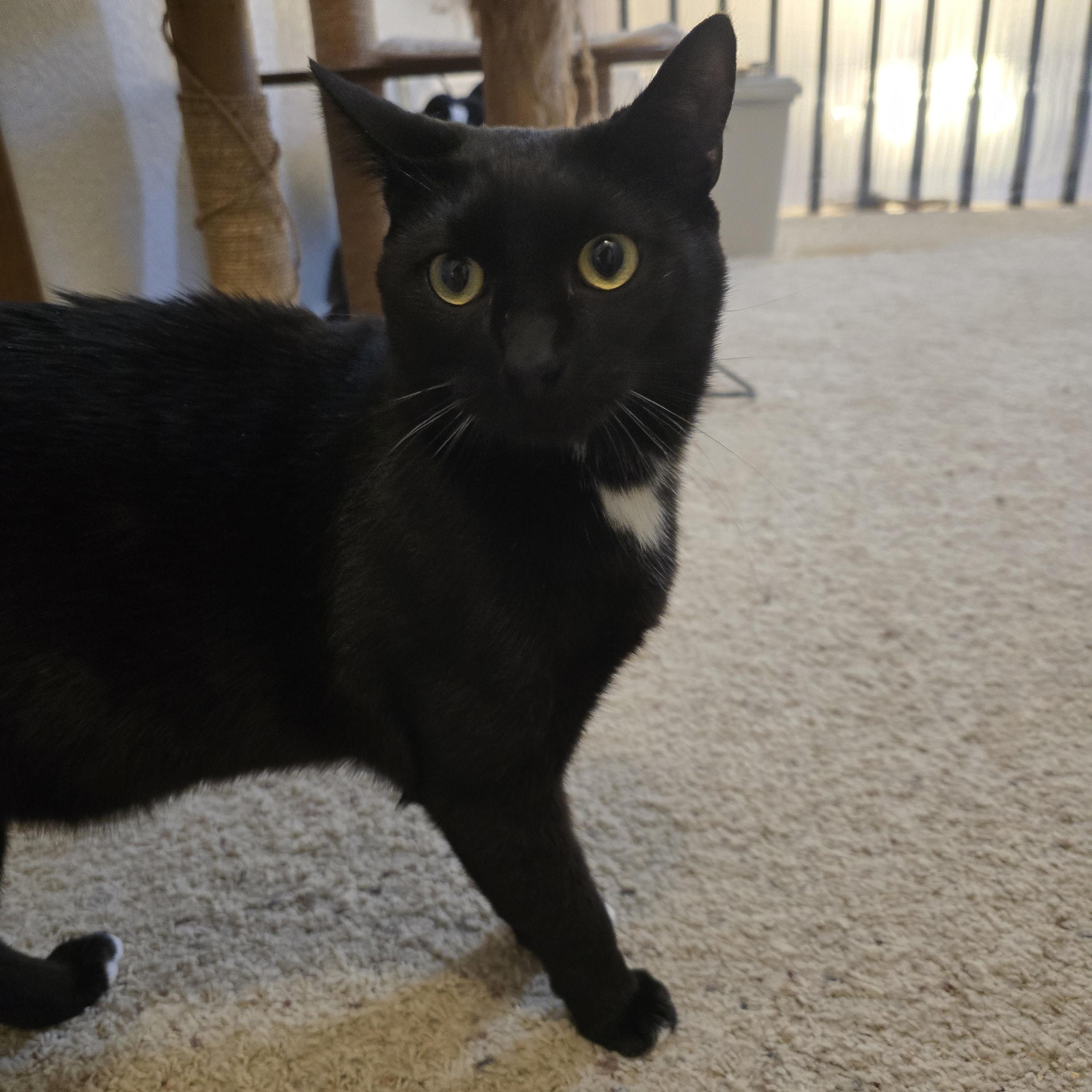Enlarge Eros, a Adoptable Domestic Short Hair in Lacey, WA image 1/3