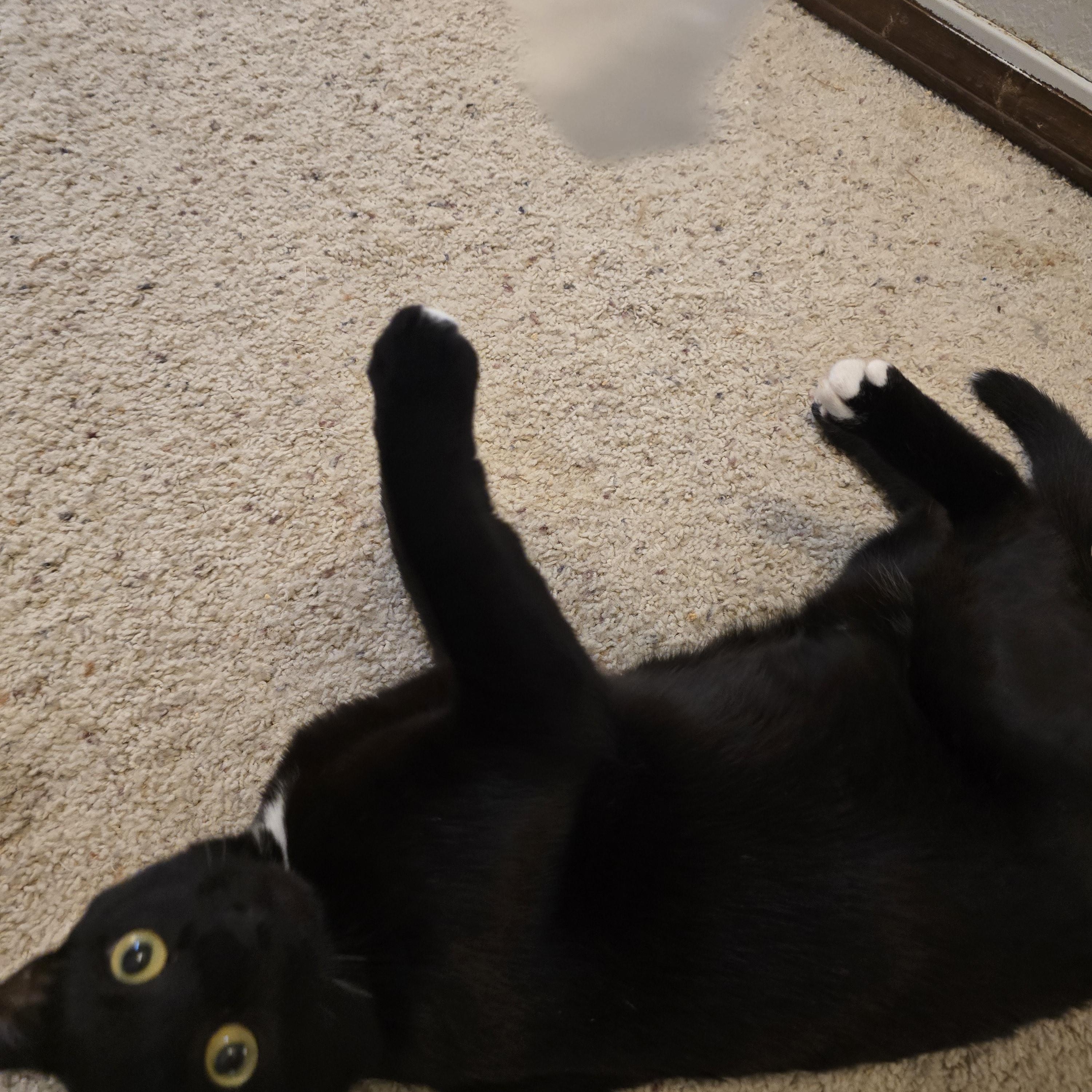 Enlarge Eros, a Adoptable Domestic Short Hair in Lacey, WA image 2/3