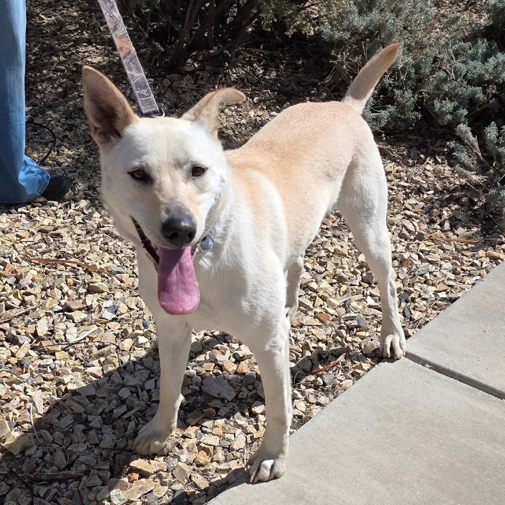 Enlarge Trooper, a Adoptable mixed breed in Albuquerque, NM image 1/4