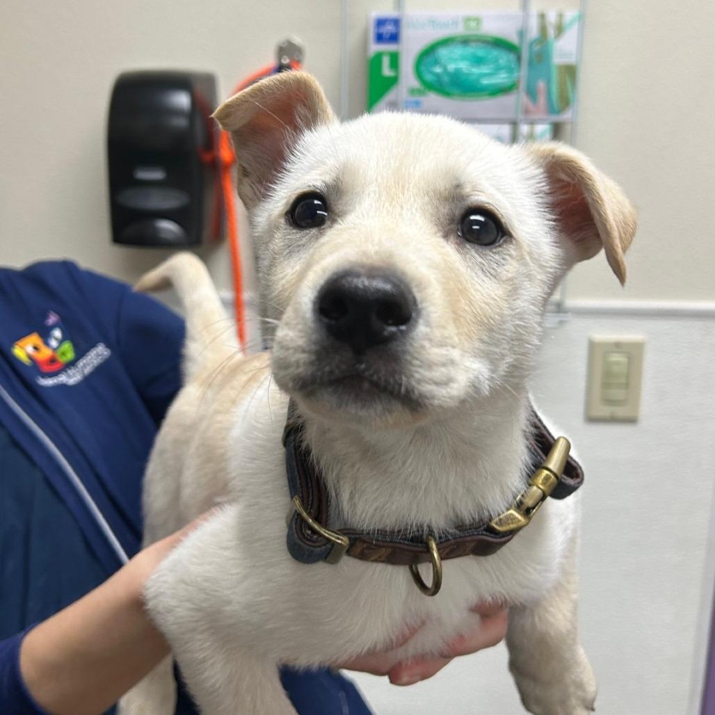 Enlarge Trooper, a Adoptable mixed breed in Albuquerque, NM image 2/4