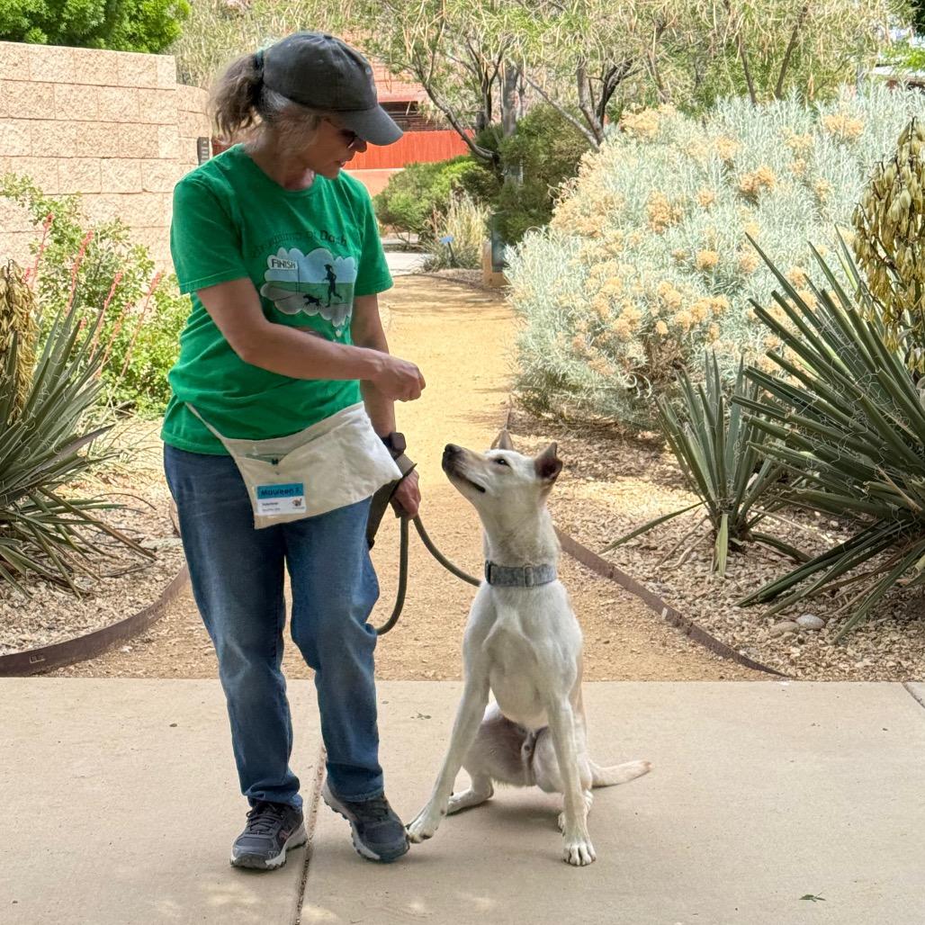 Enlarge Trooper, a Adoptable mixed breed in Albuquerque, NM image 4/6