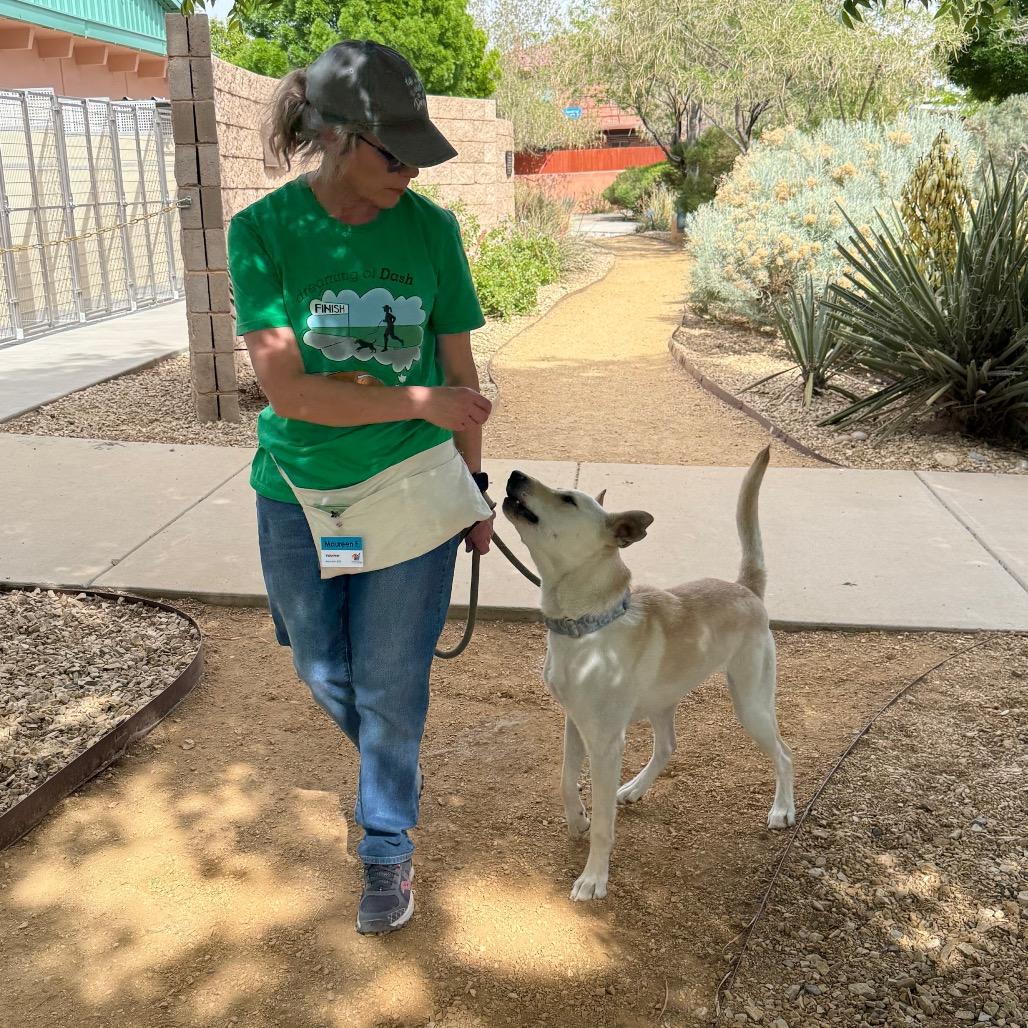 Enlarge Trooper, a Adoptable mixed breed in Albuquerque, NM image 5/6