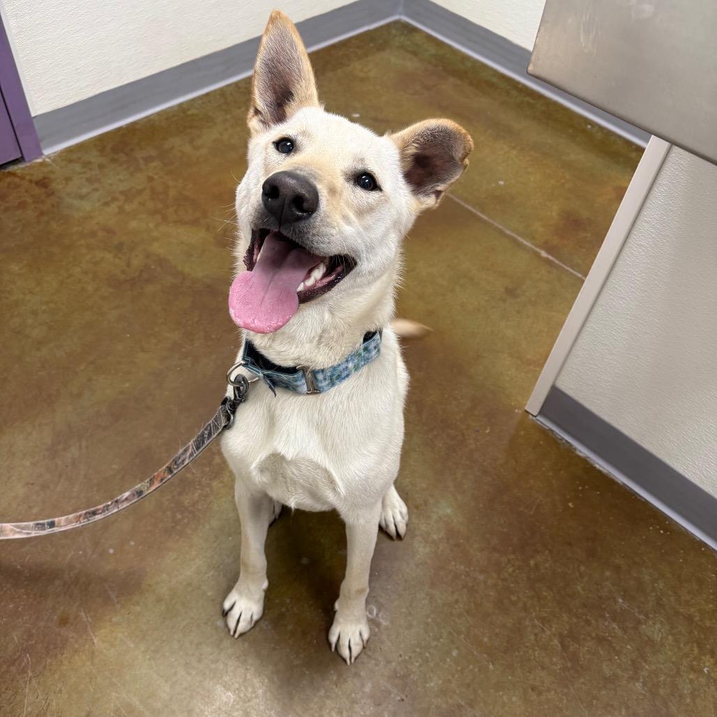 Enlarge Trooper, a Adoptable mixed breed in Albuquerque, NM image 4/4