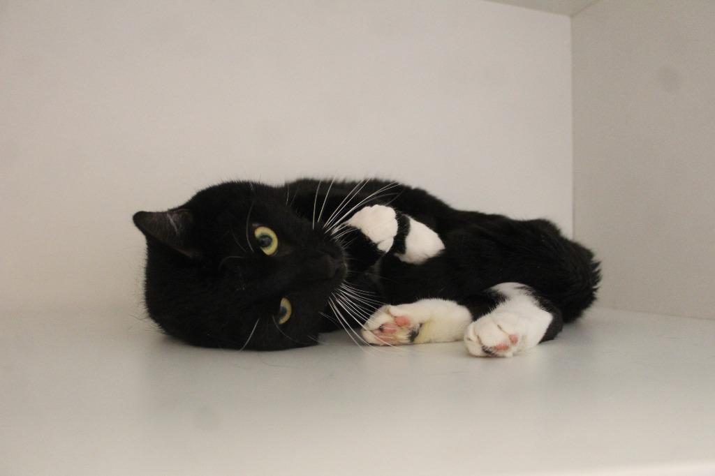 Enlarge Penguin, a ADOPTABLE Domestic Short Hair in Chestertown, MD image 4/4