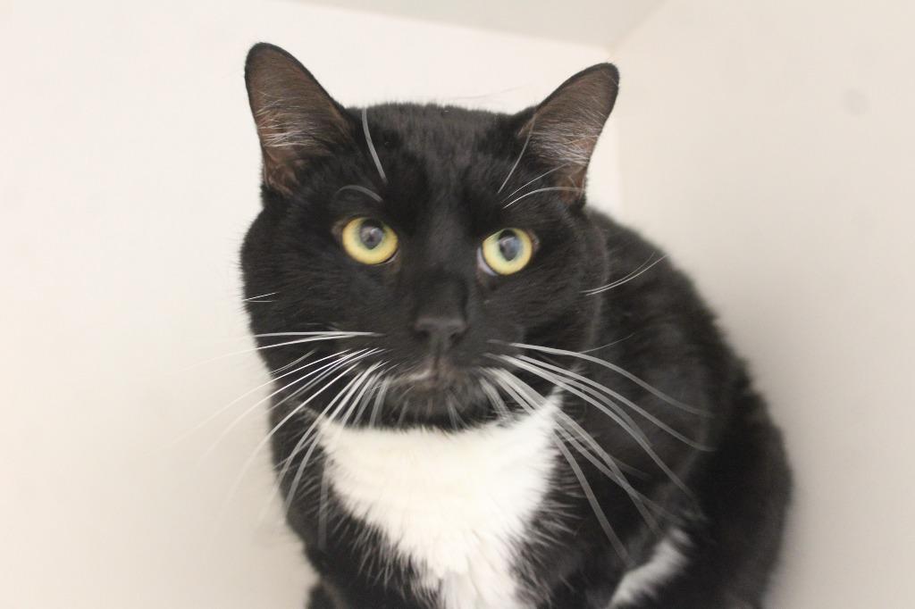 Enlarge Penguin, a ADOPTABLE Domestic Short Hair in Chestertown, MD image 3/4