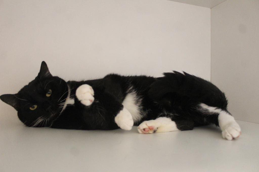 Enlarge Penguin, a ADOPTABLE Domestic Short Hair in Chestertown, MD image 1/4