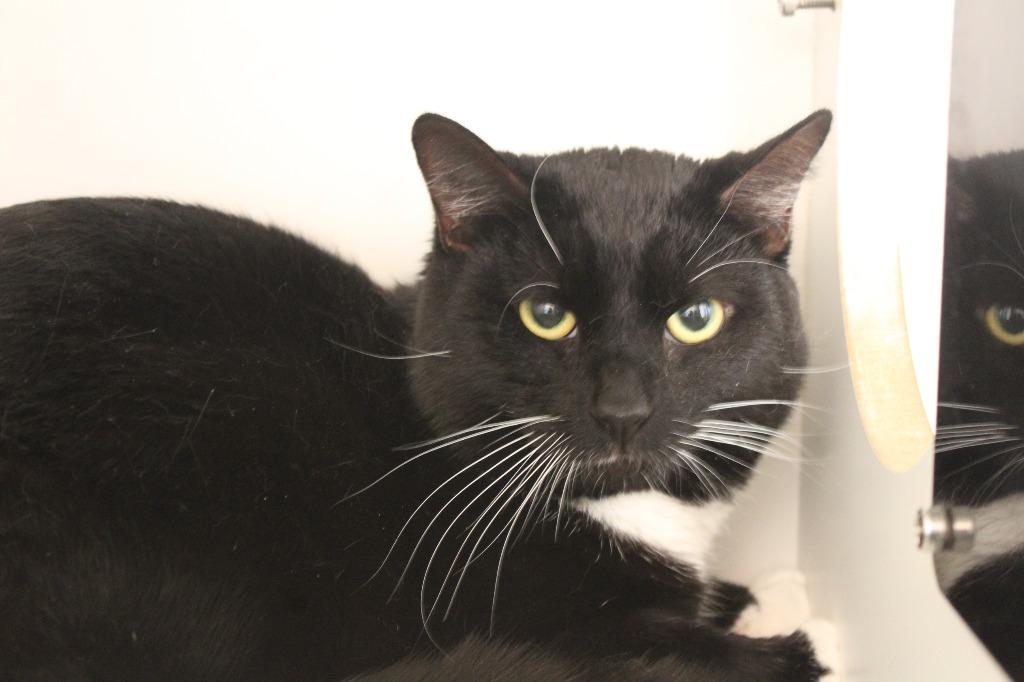 Enlarge Penguin, a ADOPTABLE Domestic Short Hair in Chestertown, MD image 2/4