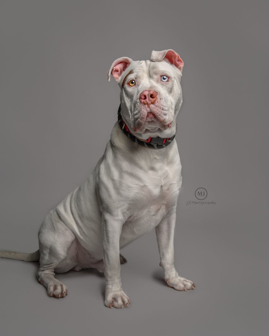 Pluto, a Adoptable American Staffordshire Terrier in Geneseo, IL image 3/4