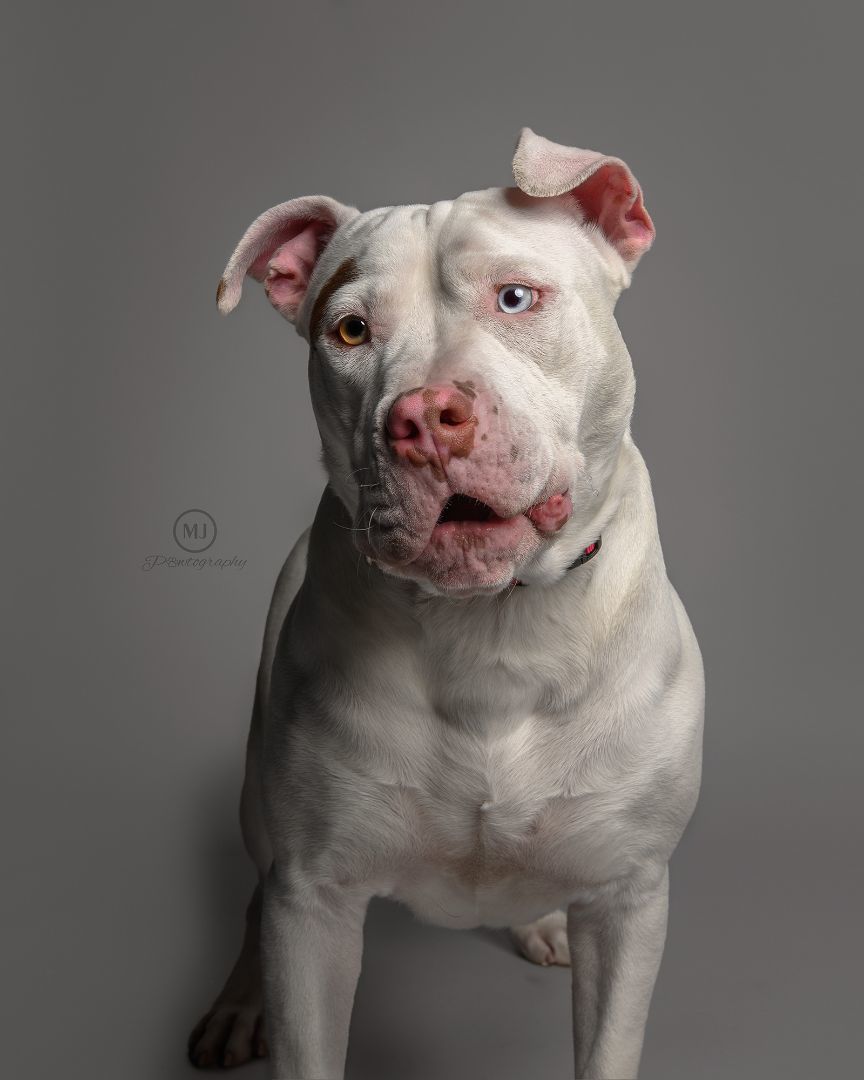 Pluto, a Adoptable American Staffordshire Terrier in Geneseo, IL image 4/4