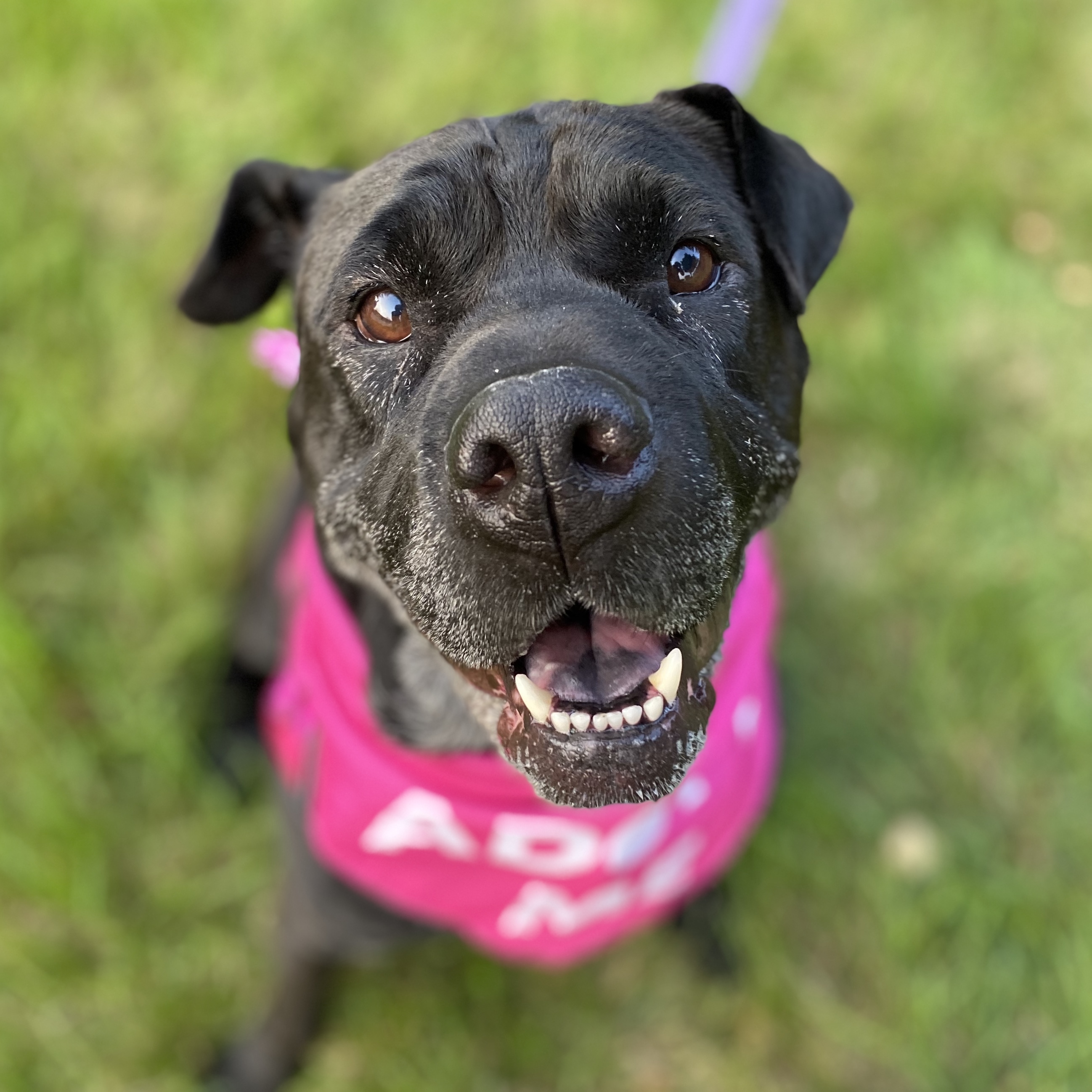 Shallow, Senior Female Shar-Pei