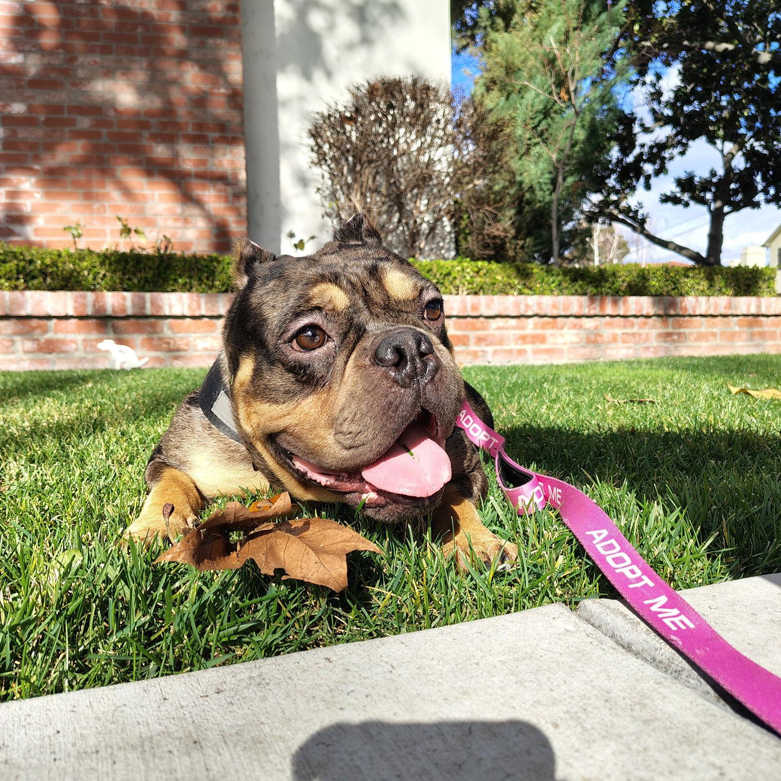 Peggy, a Adopted American Bulldog in San Jose, CA image 1/3