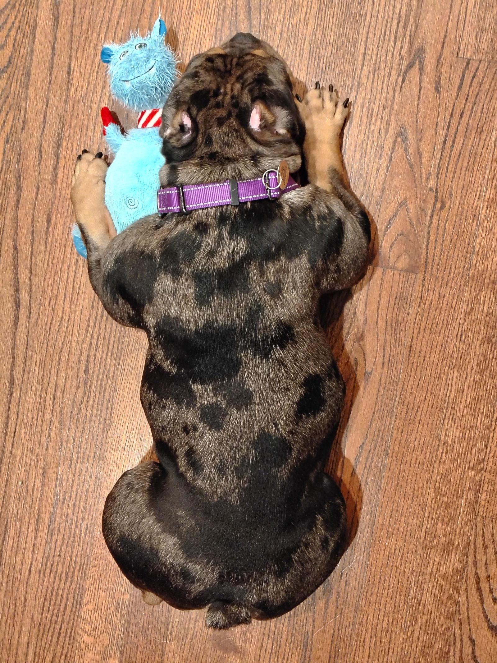 Peggy, a Adopted American Bulldog in San Jose, CA image 2/3