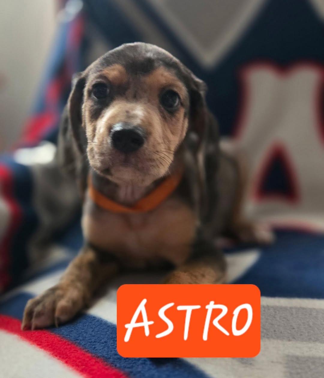Astro, Baby Male unknown