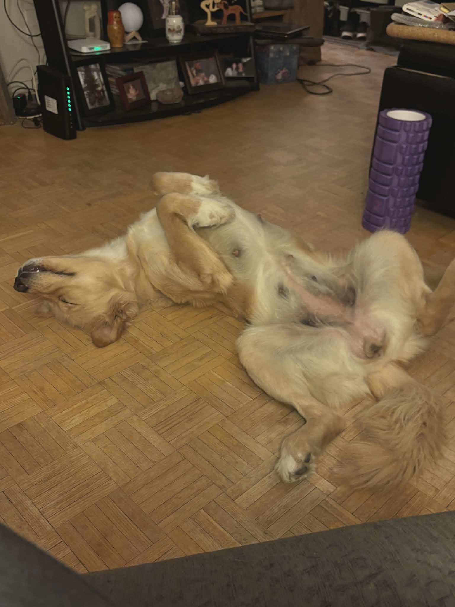 Enlarge Molly , an adopted Labrador Retriever in Woodstock, ON image 3/5