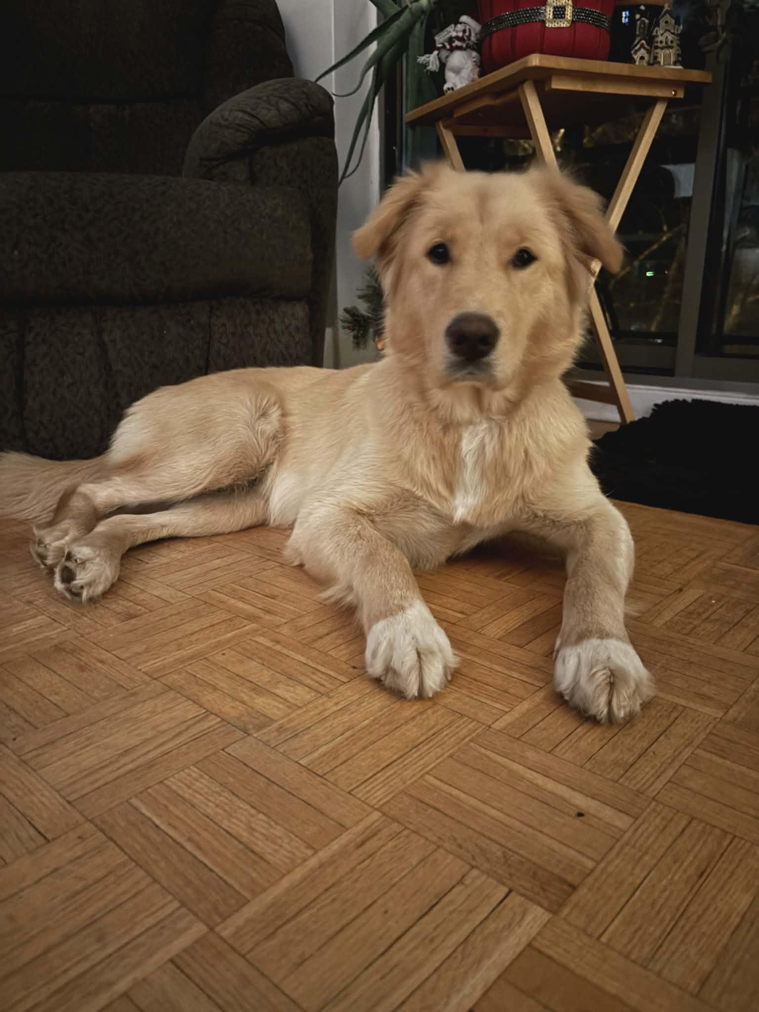 Enlarge Molly , an adopted Labrador Retriever in Woodstock, ON image 1/5