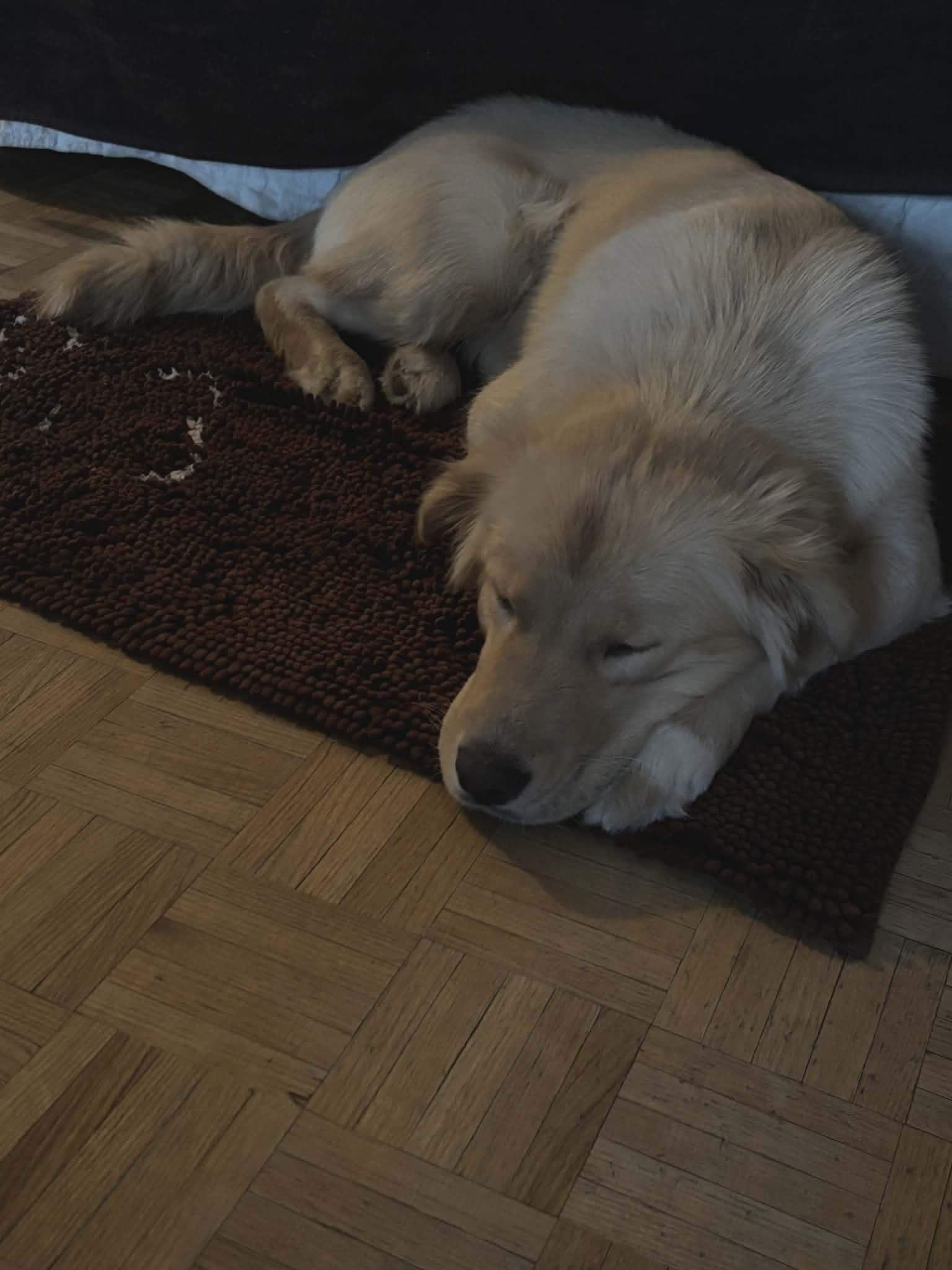 Enlarge Molly , an adopted Labrador Retriever in Woodstock, ON image 4/5