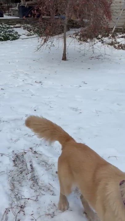 Enlarge Molly , an adopted Labrador Retriever in Woodstock, ON video 2/5