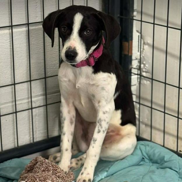 Lynda Carter, Adoptable, Young Female Australian Shepherd & Treeing Walker Coonhound.