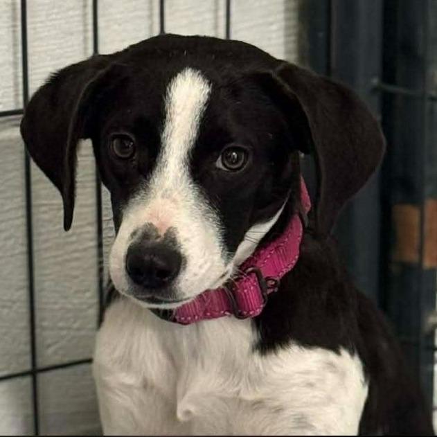 Enlarge Lynda Carter, a Adoptable mixed breed in Gordonsville, TN image 2/4