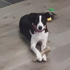 Enlarge Lynda Carter, a Adoptable mixed breed in Gordonsville, TN image 3/4