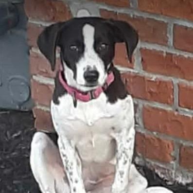 Enlarge Lynda Carter, a Adoptable mixed breed in Gordonsville, TN image 4/4