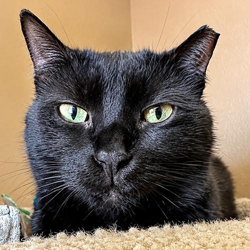 Shadow, Adoptable, Adult Female Domestic Medium Hair.