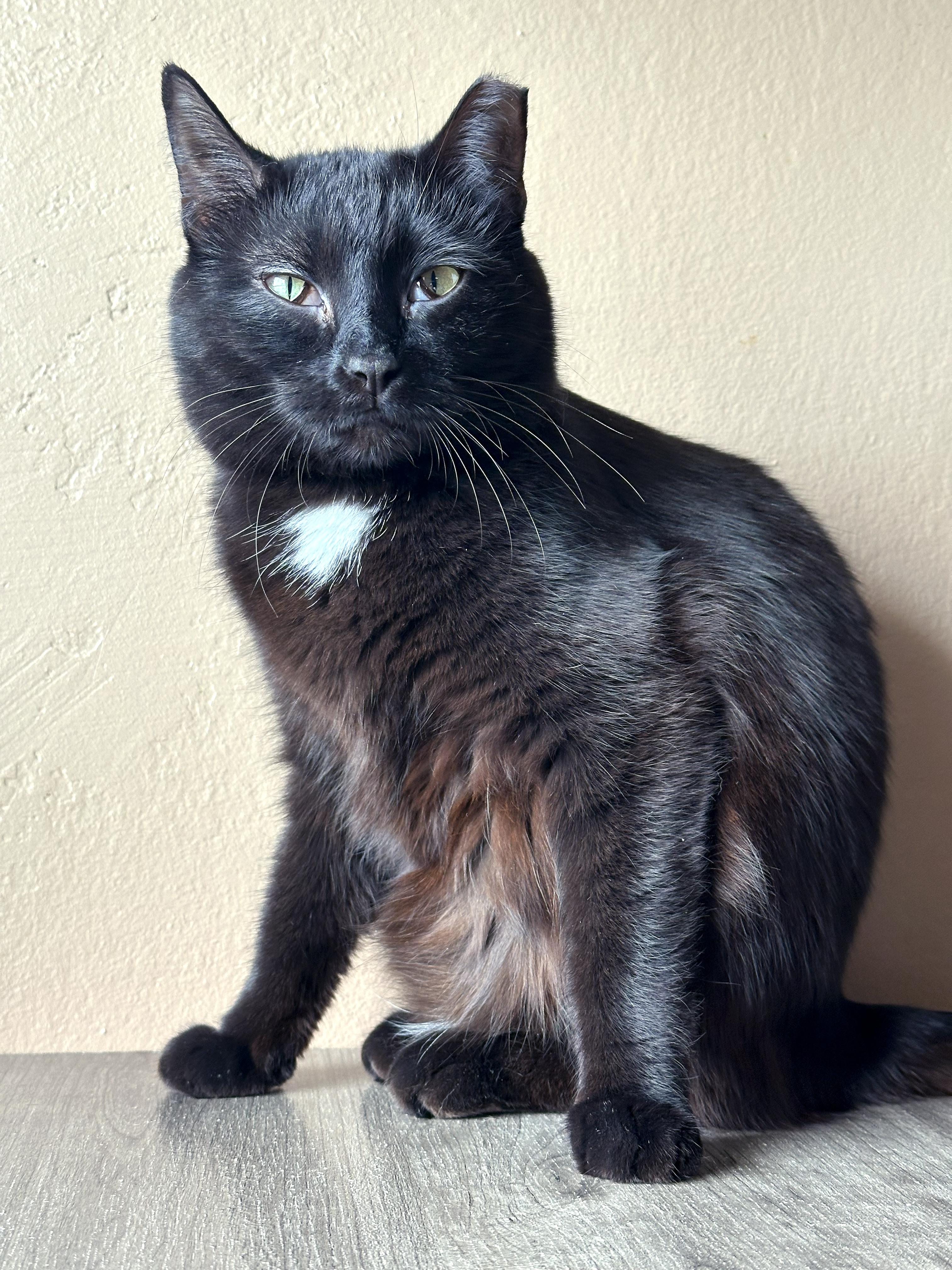 Enlarge Shadow, a Adoptable Domestic Medium Hair in Crystal Lake, IL image 2/2