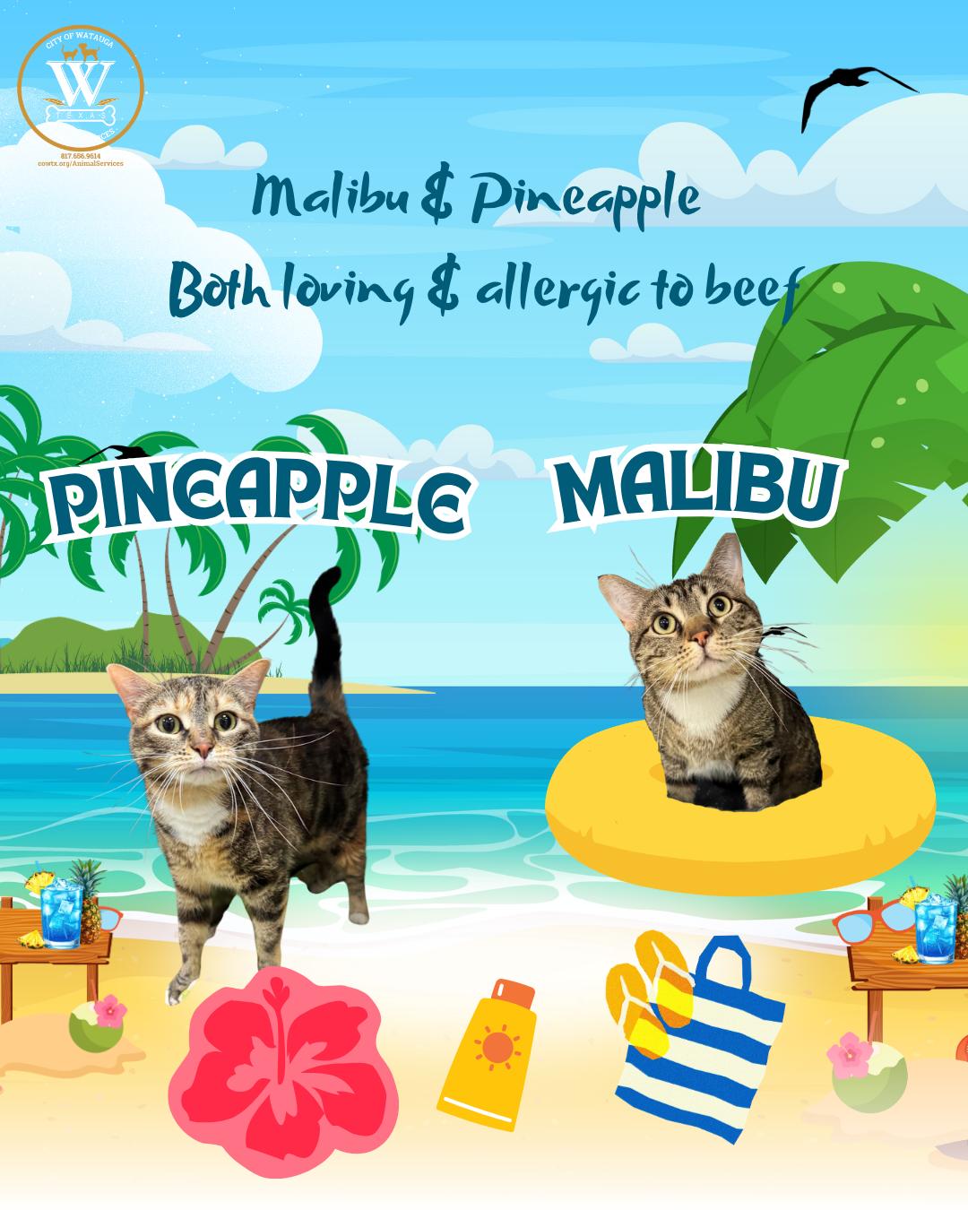 Enlarge Malibu & Pineapple, a ADOPTABLE mixed breed in Watauga, TX image 1/1
