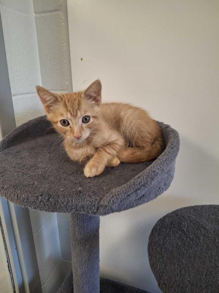 Enlarge Gerard, a Adoptable Domestic Short Hair in Bowling Green, OH image 1/2