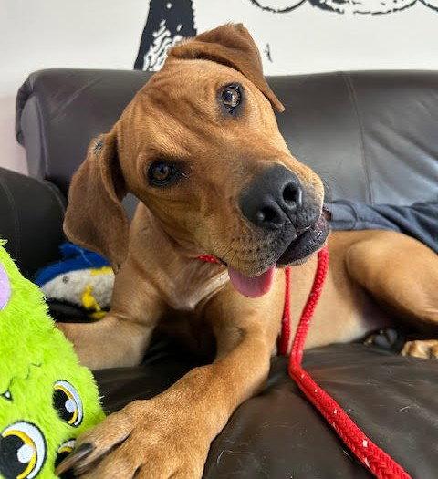 Hibachi, Adoptable, Young Male Labrador Retriever & Hound.